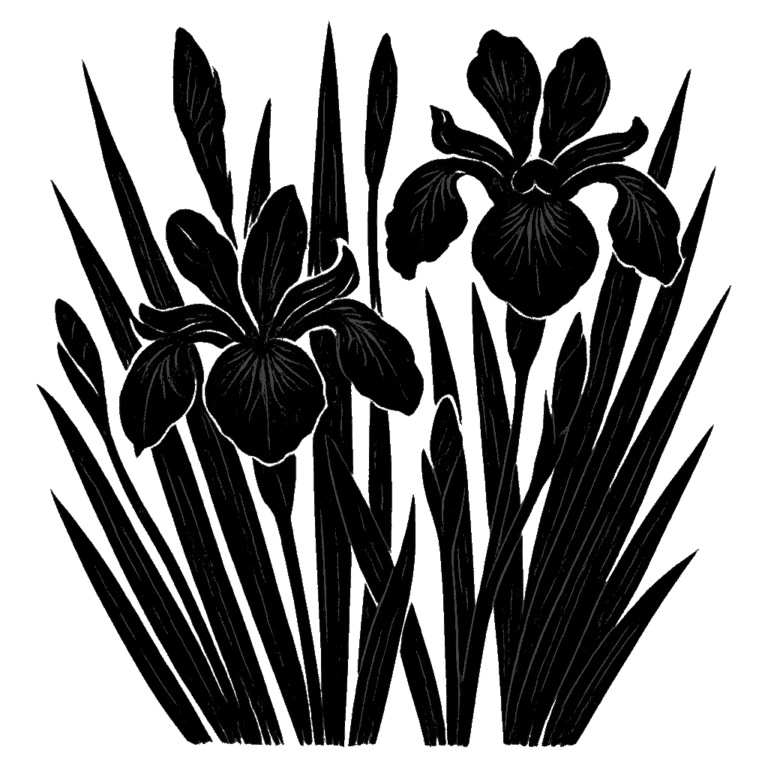 Blue iris. Black-ink illustration generated by AI