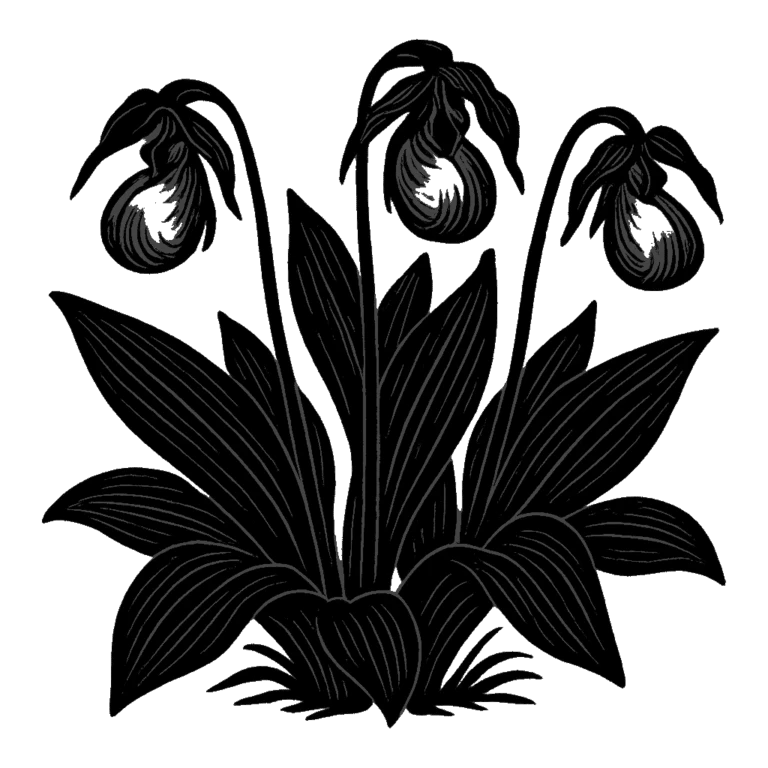 Lady's slipper. Black-ink illustration generated by AI