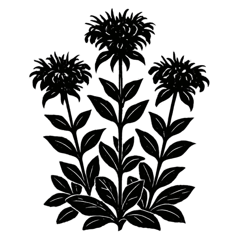 Wild bergamot. Black-ink illustration generated by AI