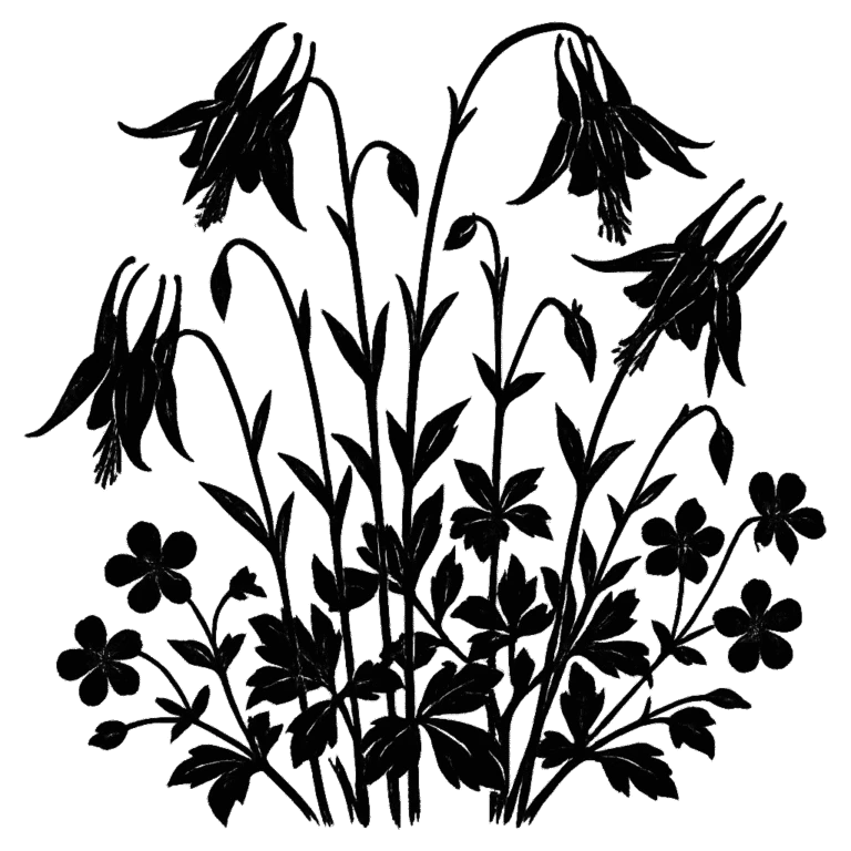 Ancolies. Illustration à l'encre noire générée par IA