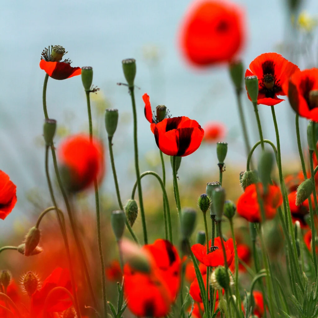 Field of bright red poppies with delicate petals and dark centres, rising on thin green stems among unopened buds, set against a softly blurred blue-grey background. Photo by Anatasia Clark on Unsplash