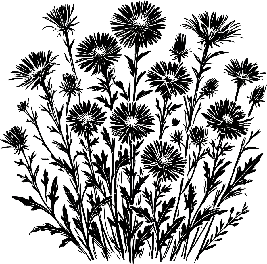 Black ink illustration of aster flowers, representing international mental health resources. (Generated by AI)