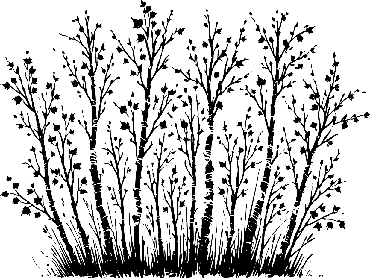 Birch. Black-ink illustration generated by AI
