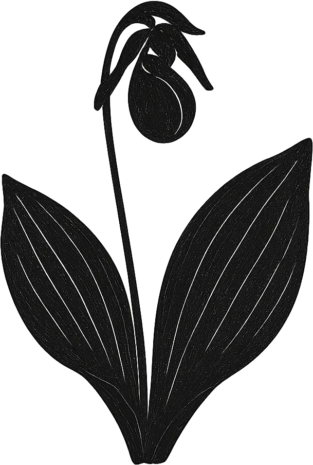 Illustration en encre noire de sabot de la Vierge, la fleur provinciale de l'Île-du-Prince-Édouard. (Généré par IA)