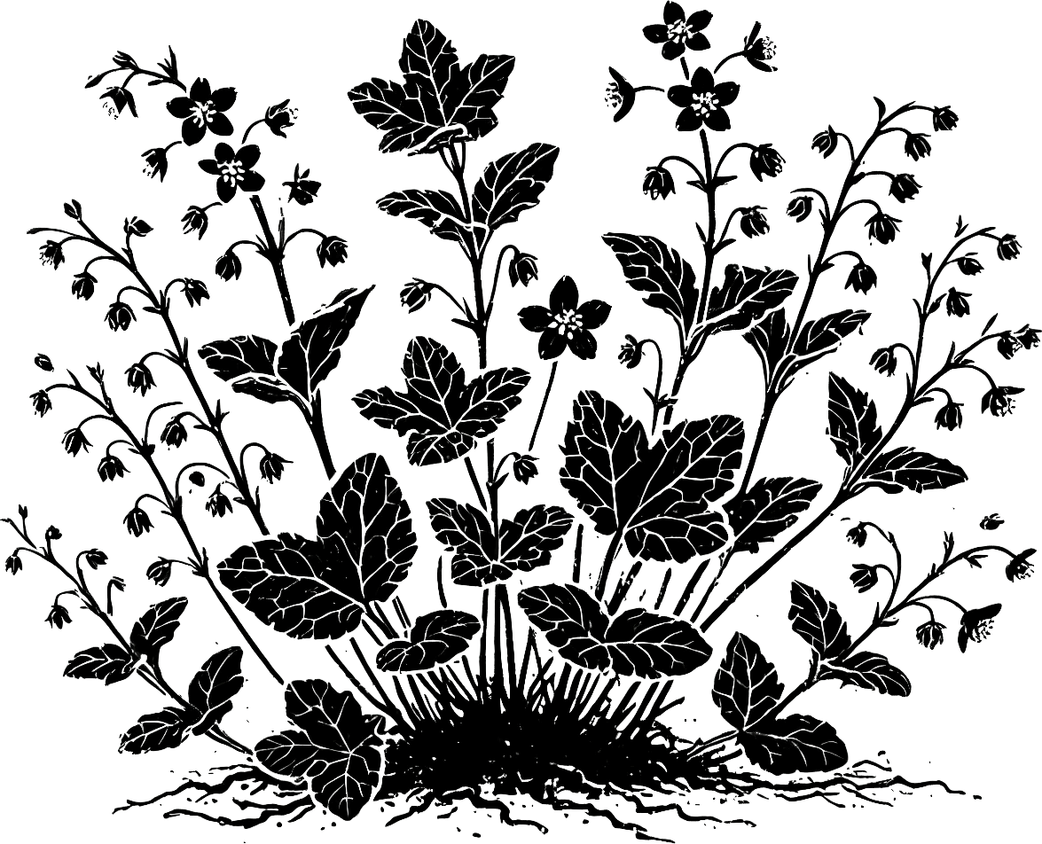 Black ink illustration of mayflower, Nova Scotia's provincial flower. (Generated by AI)