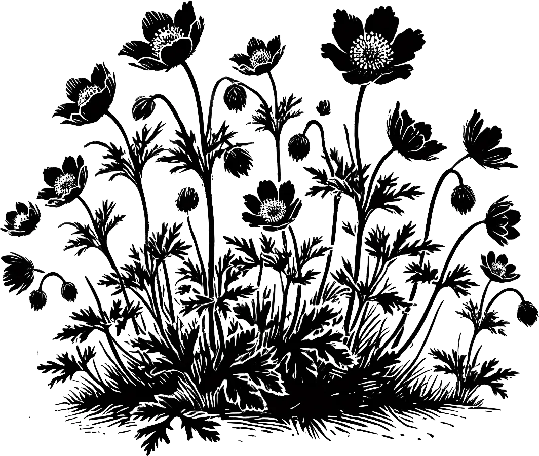 Illustration en encre noire de dryade à huit pétales, la fleur territoriale des Territoires du Nord-Ouest. (Généré par IA)