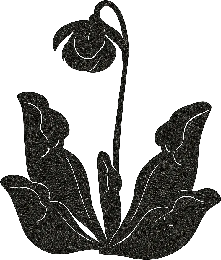 Black ink illustration of pitcher plant, Newfoundland and Labrador's provincial flower. (Generated by AI)