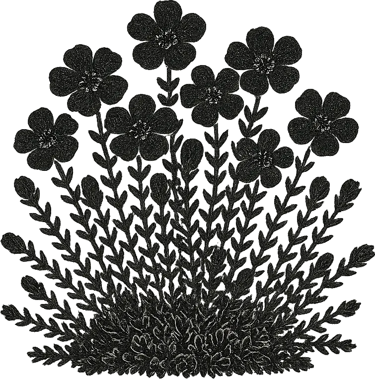 Black ink illustration of purple saxifrage, Nunavut's territorial flower. (Generated by AI)
