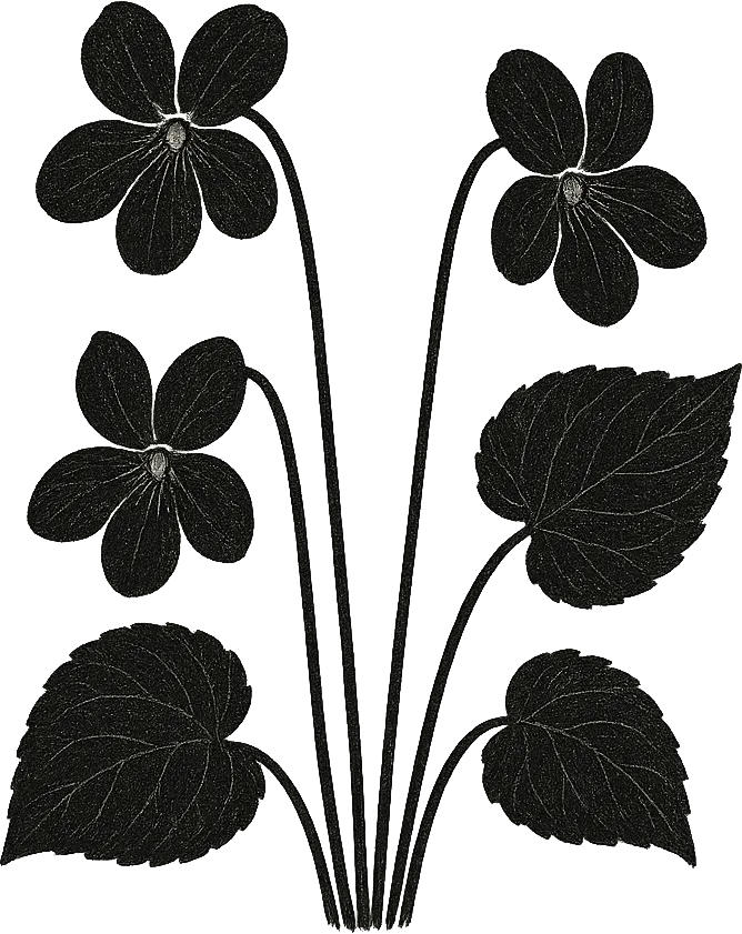 Illustration en encre noire de violette pourpre, la fleur provinciale du Nouveau-Brunswick. (Généré par IA)