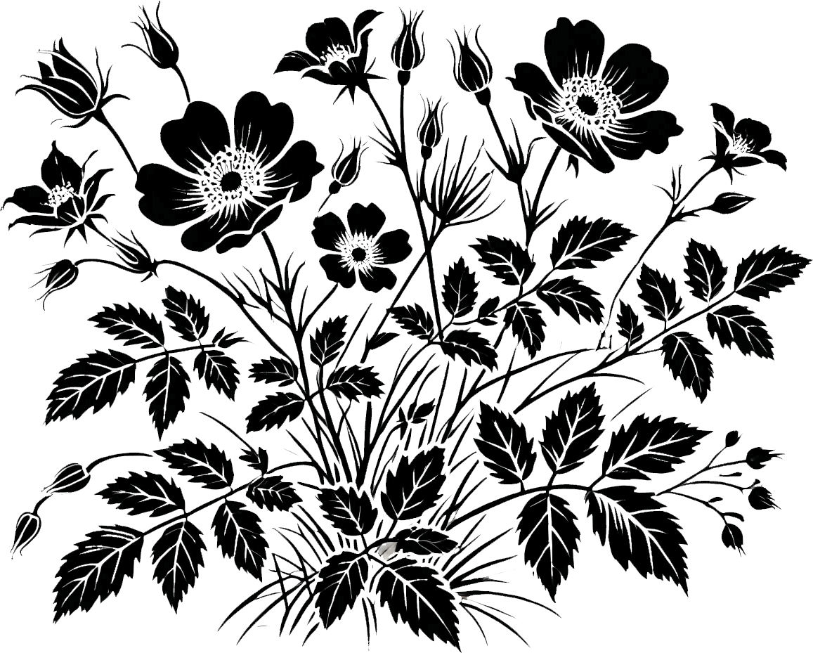 Black ink illustration of wild roses, Alberta's provincial flower. (Generated by AI)