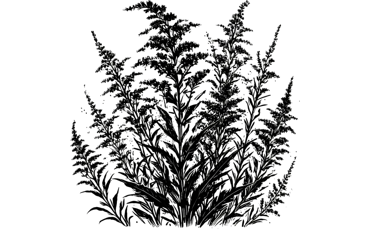 Black ink illustration of goldenrod. (Generated by AI)