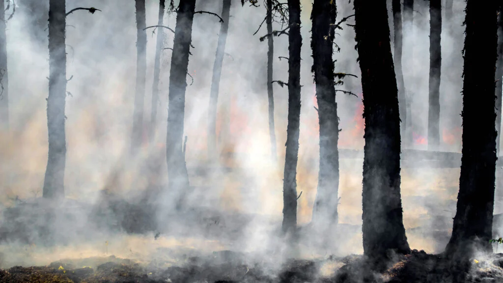 Smoke drifts through a forest of dark tree trunks as a wildfire burns in the background, with flames and haze partially obscuring the scene. (Joanne Francis, Unsplash)