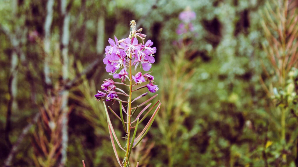 A single purple fireweed flower blooms on a tall stem in a green forest setting, with a softly blurred background of trees and foliage. Photo by Olivia Kulbida on Unsplash.